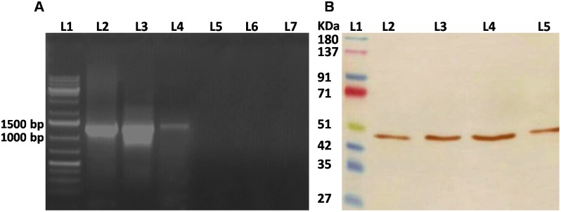 Figure 5