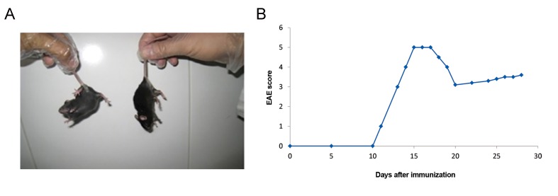 Fig.10