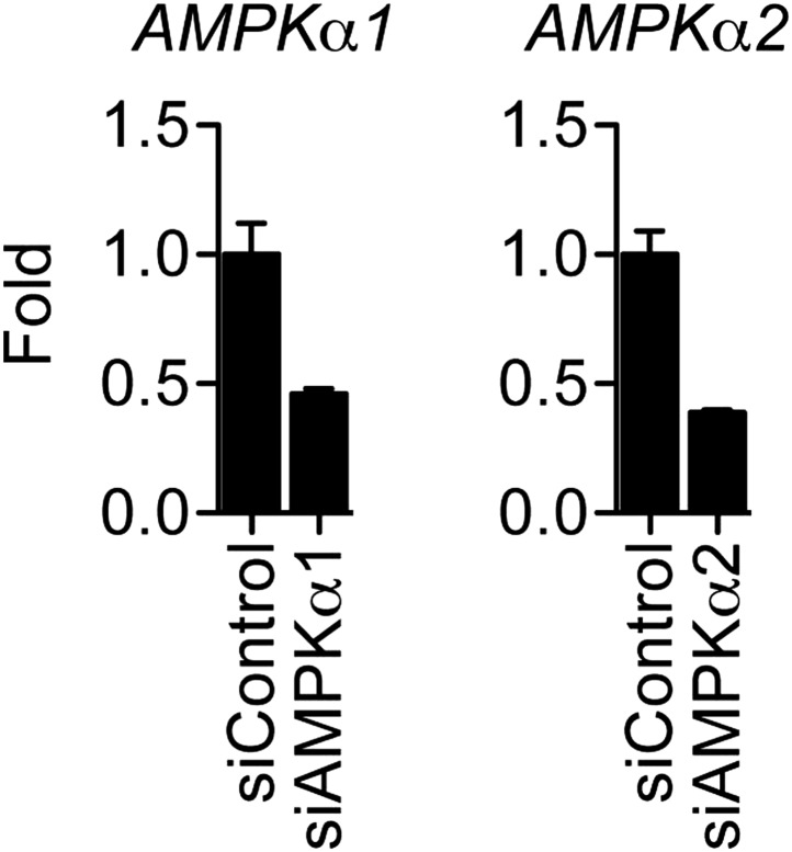 Figure 6—figure supplement 2.