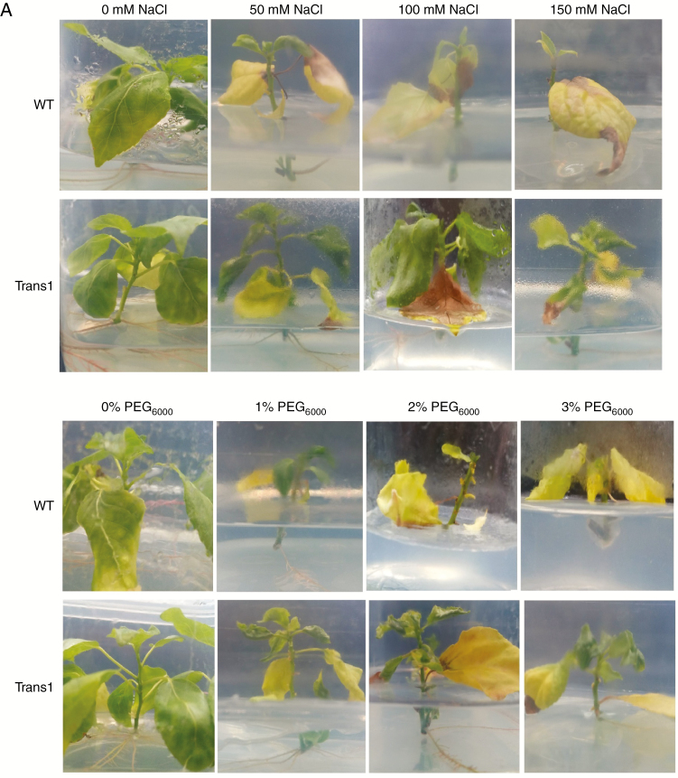 Fig. 6.