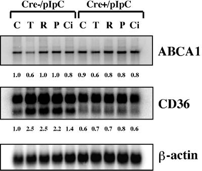 FIG. 7.