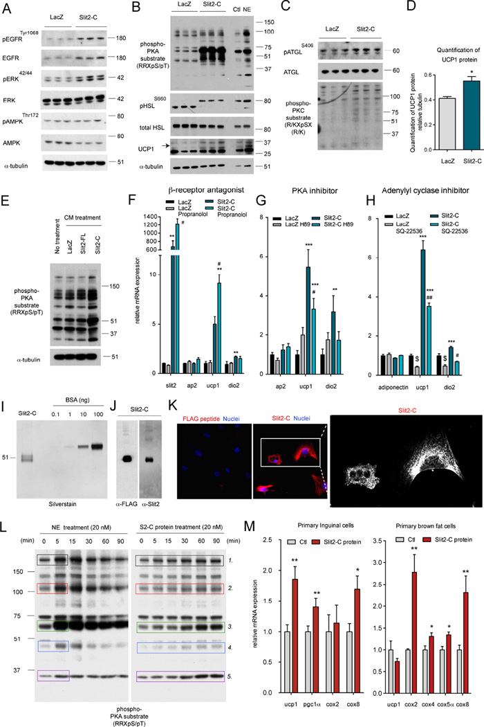 A Secreted Slit2 Fragment Regulates Adipose Tissue Thermogenesis And