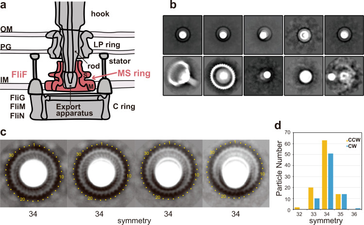 Fig. 1