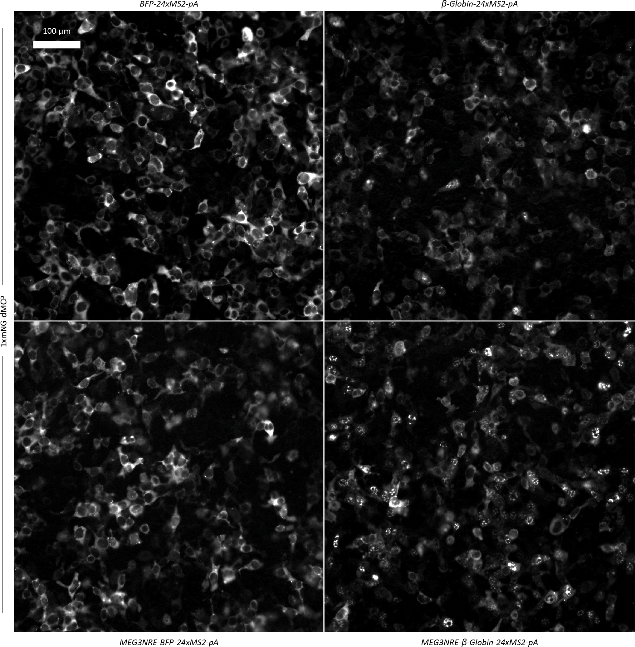 Extended Data Fig. 5