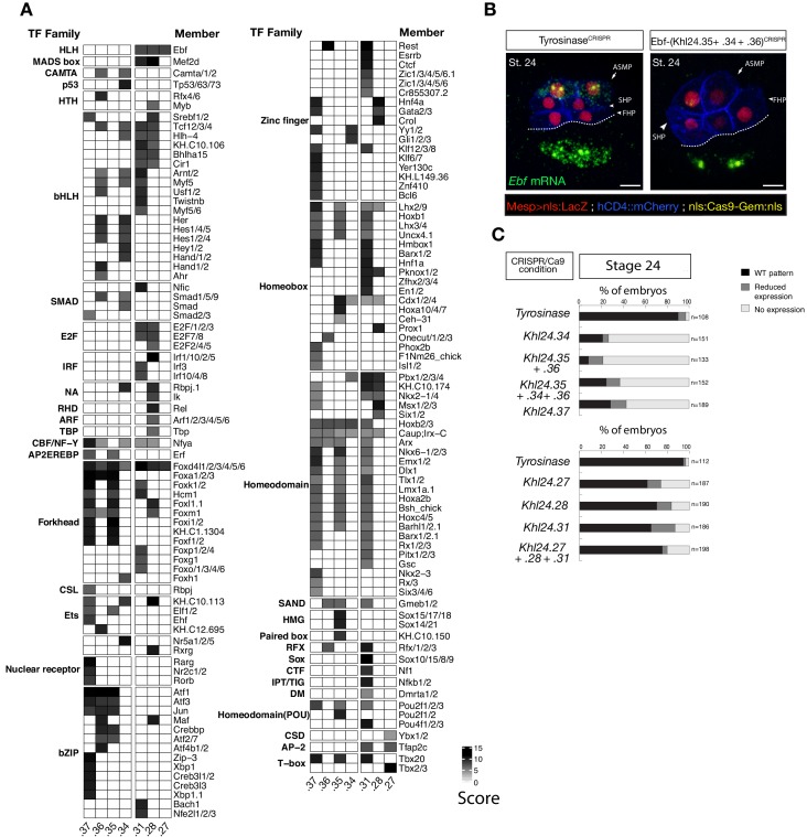 Figure 5—figure supplement 2.