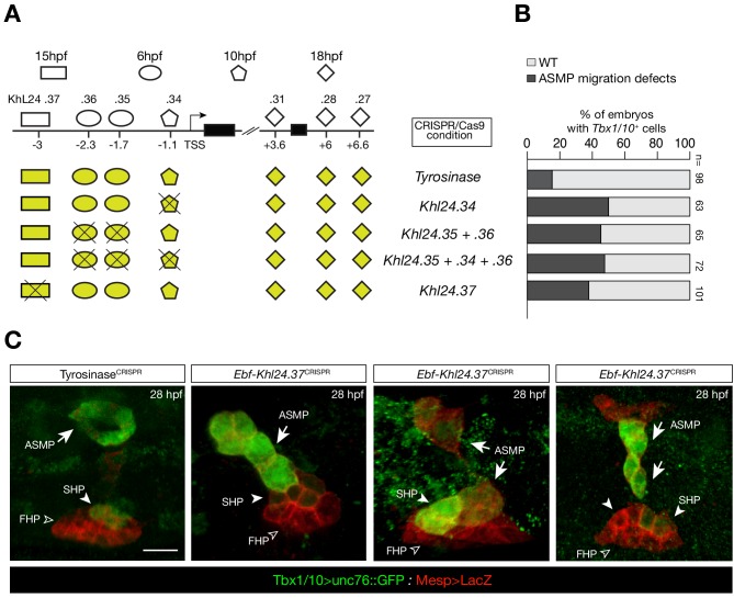 Figure 5—figure supplement 3.