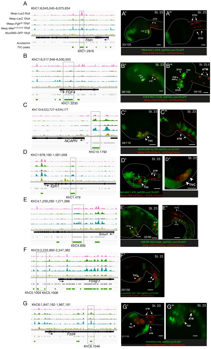 Figure 2—figure supplement 4.