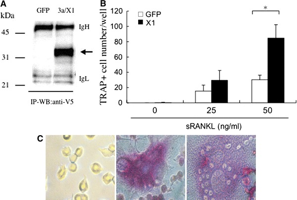 Fig. 4