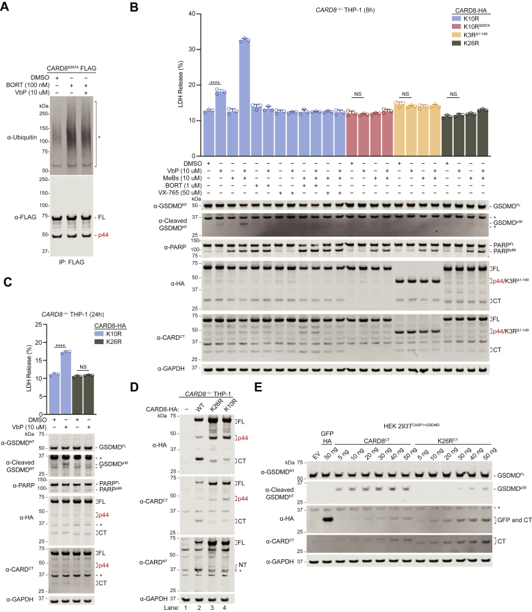 A ubiquitin-independent proteasome pathway controls activation of the ...