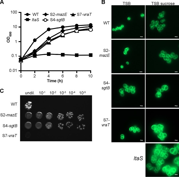 FIG 2