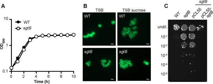 FIG 6