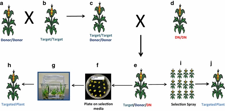 Fig. 2