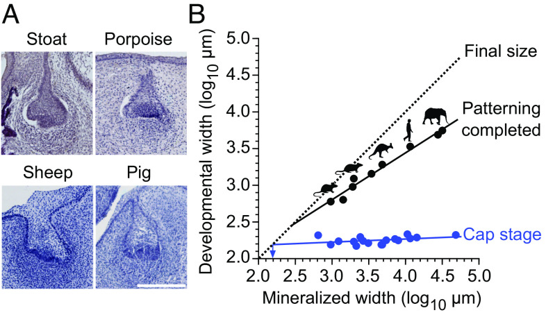 Fig. 7.