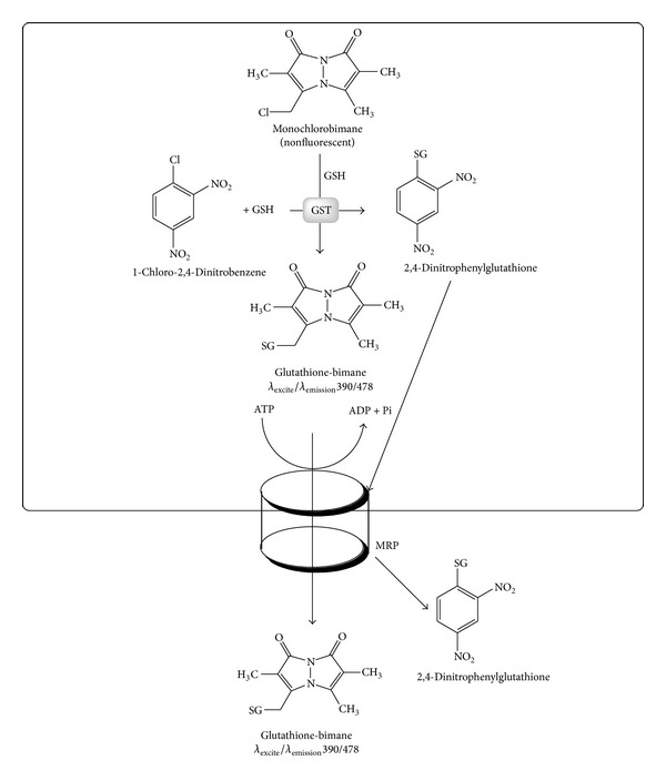 Figure 11