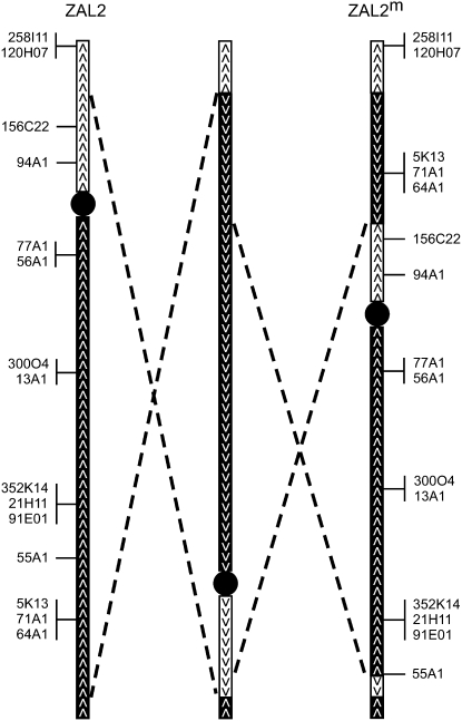 Figure 4.—