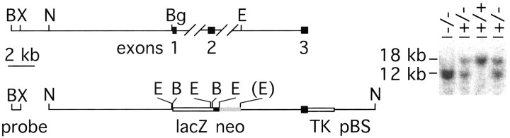 Fig. 1.