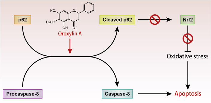 Fig. 8