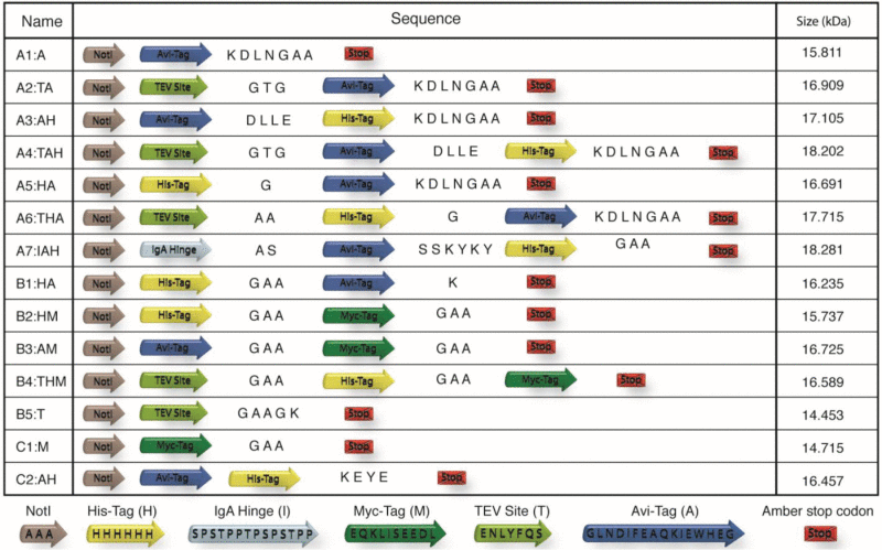 graphic file with name kmab-06-06-976116-i001.gif