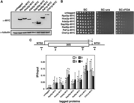 Figure 6.—