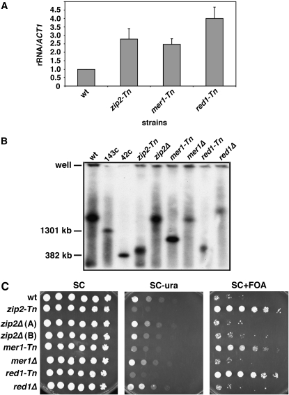 Figure 4.—