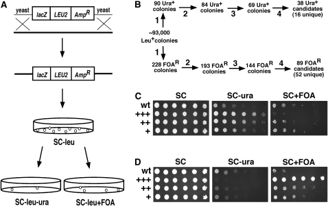 Figure 2.—