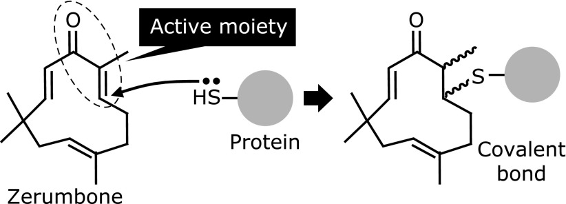 Fig. 5