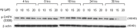 Fig 11
