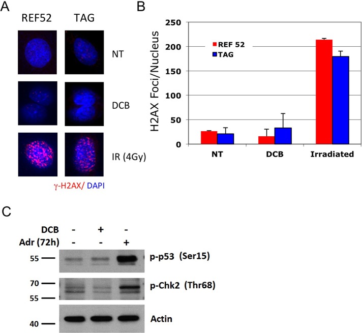 FIGURE 6: