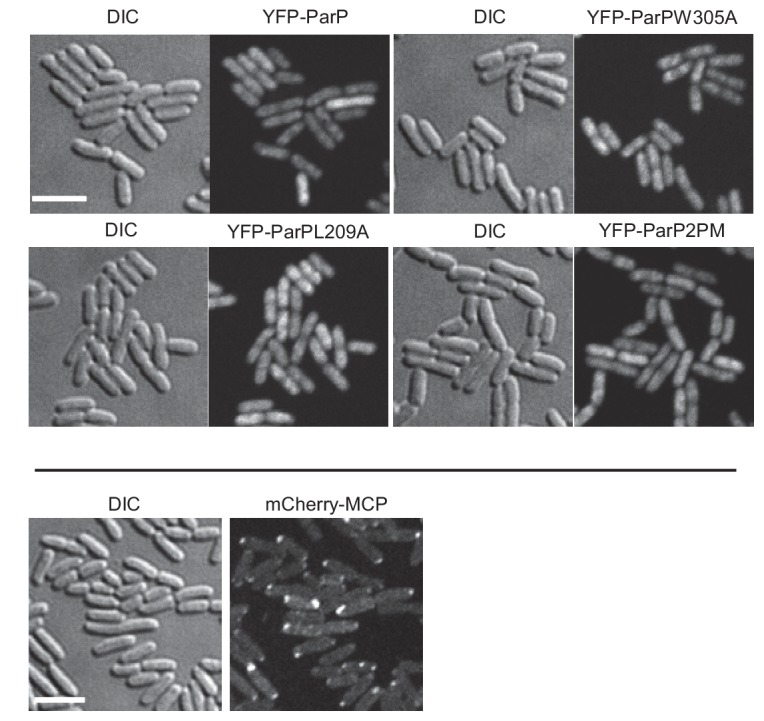 Figure 2—figure supplement 2.