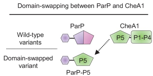 Figure 5—figure supplement 2.