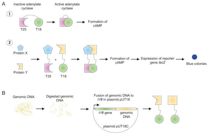 Figure 2—figure supplement 1.