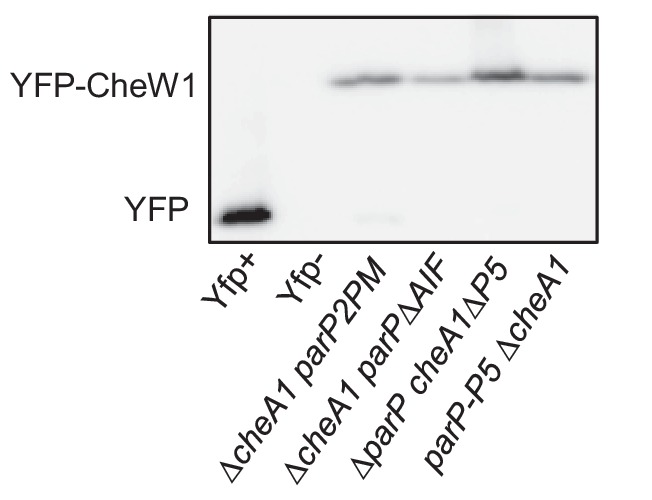 Figure 5—figure supplement 1.