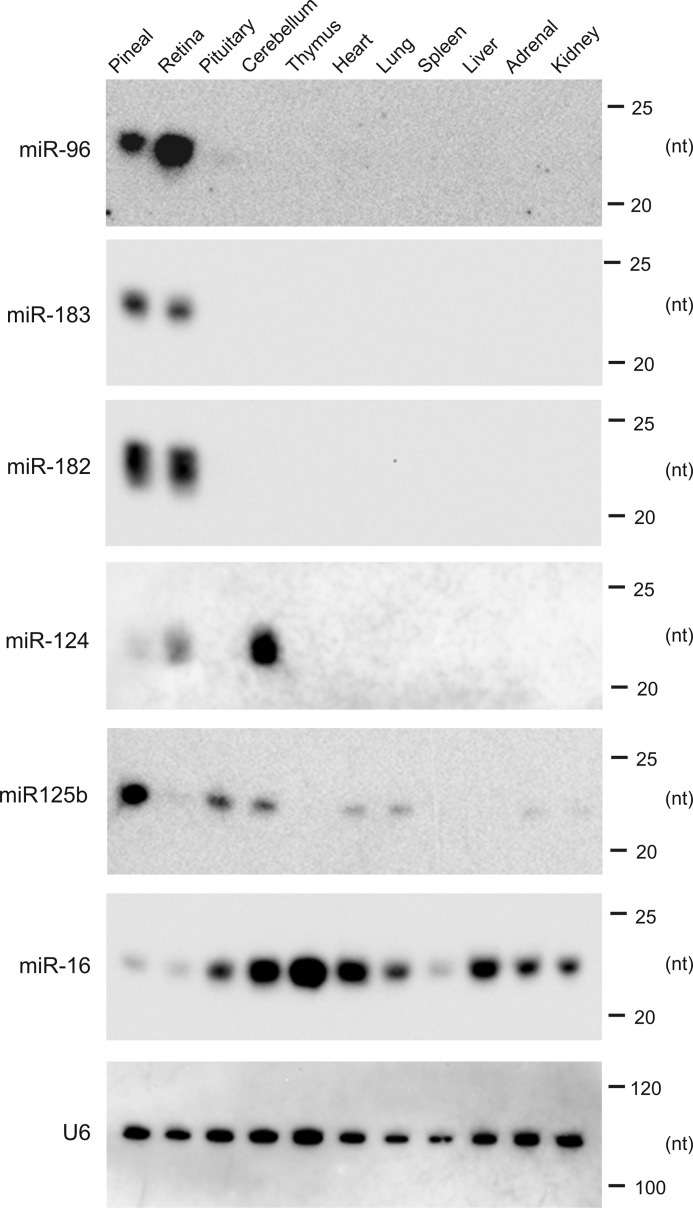 FIGURE 4.