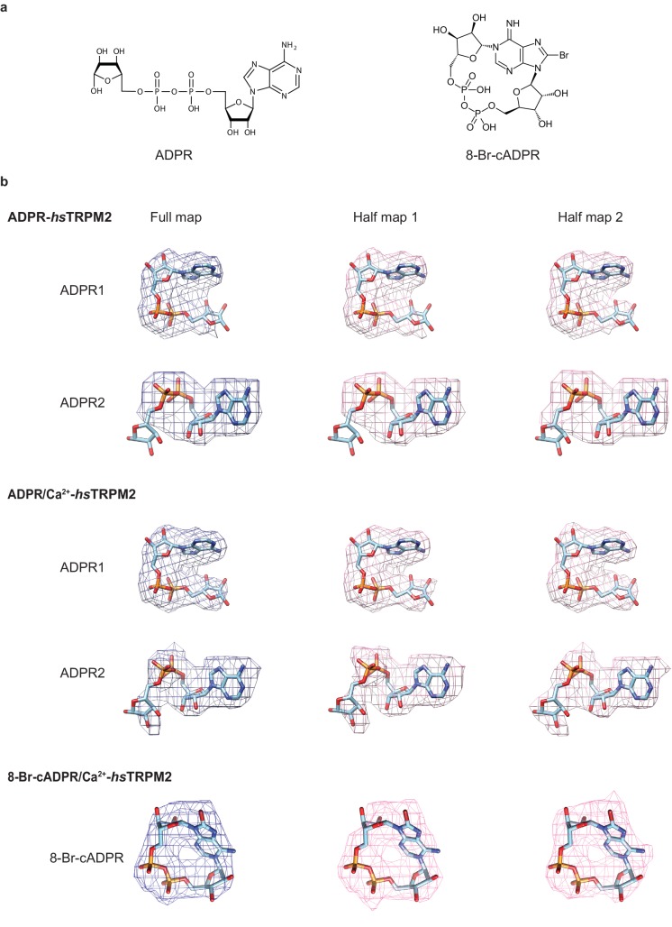 Figure 1—figure supplement 4.