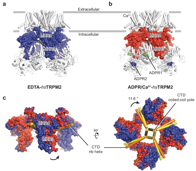 Figure 5—figure supplement 1.