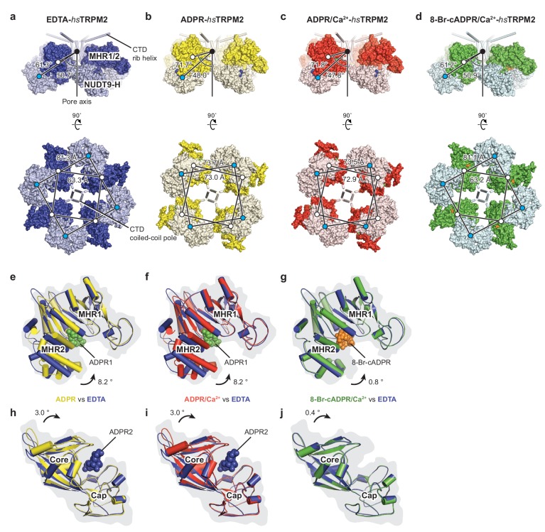 Figure 4—figure supplement 1.