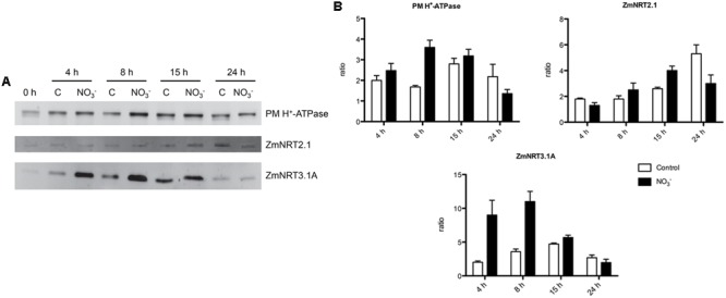 FIGURE 3