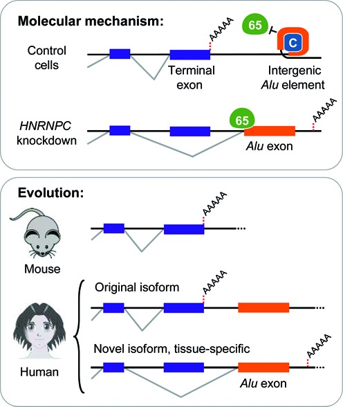 Figure 6.