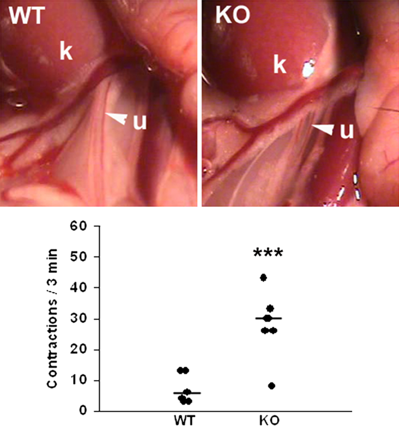 Figure 4