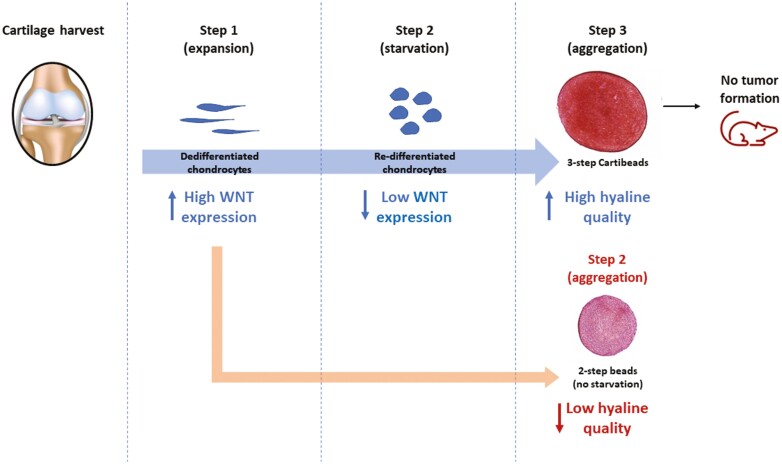 Graphical Abstract