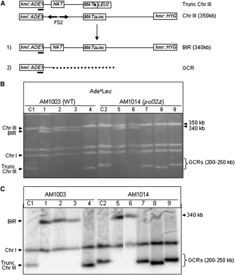 Figure 3.—