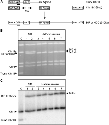 Figure 4.—