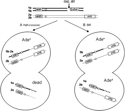 Figure 5.—