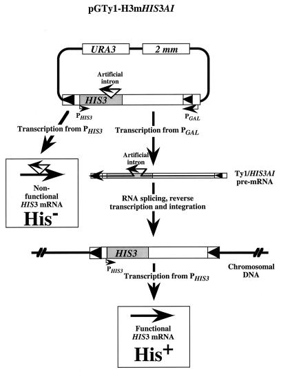 FIG. 1