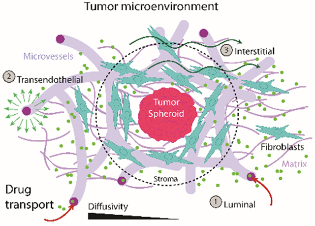 graphic file with name nihms-1624297-f0007.jpg