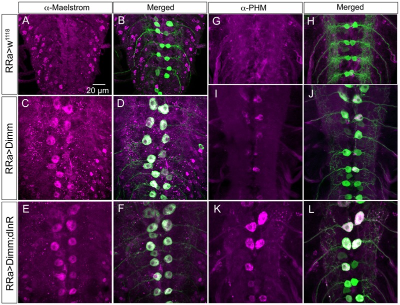 FIGURE 11