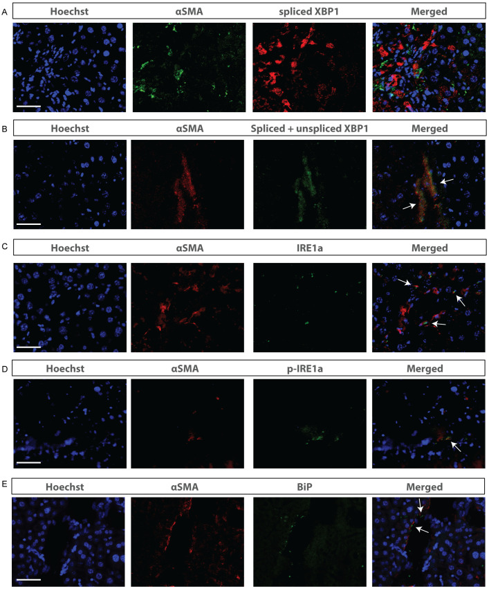 Figure 2—figure supplement 1.