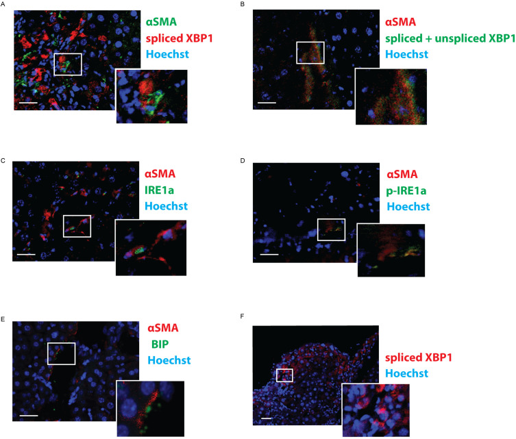 Figure 2—figure supplement 2.