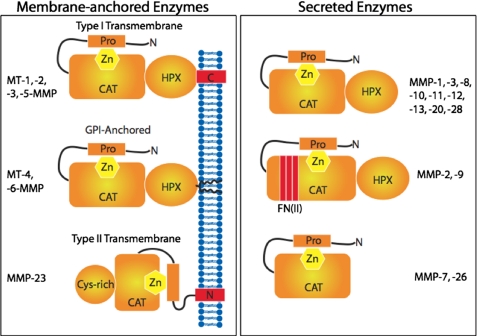 FIGURE 1.