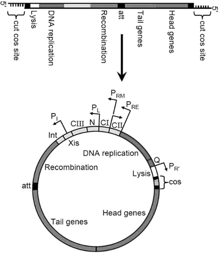 Fig. 1.4